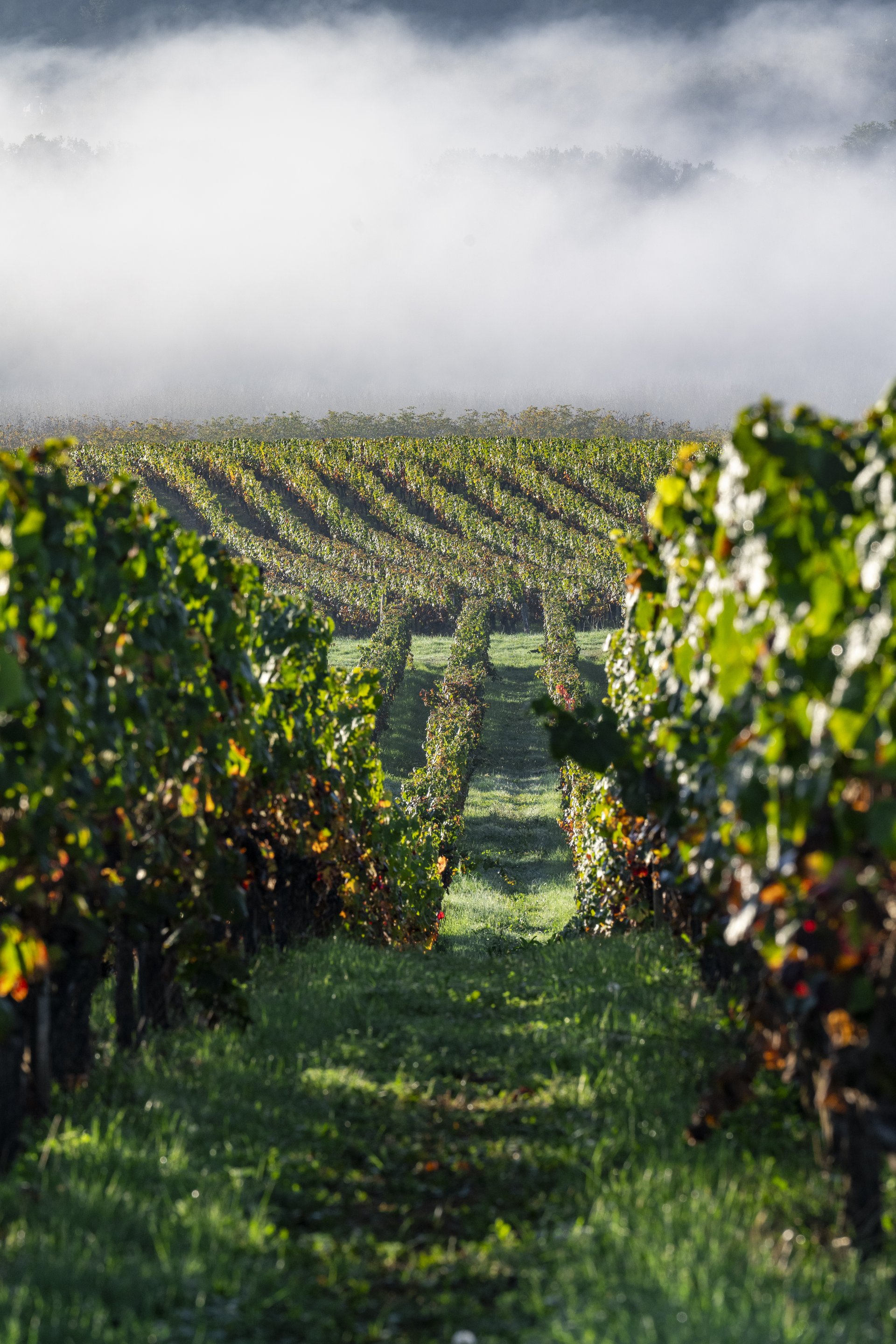 Vignoble du Quercy au petit matin – le terroir lotois